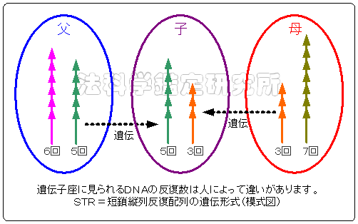 単鎖縦列反復配列