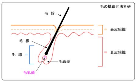 毛の構造