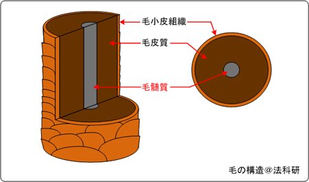 毛の構造