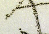 筆跡鑑定