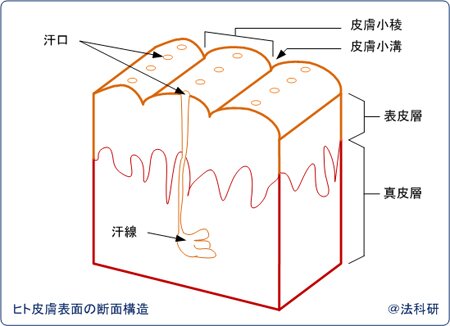 指紋の構造